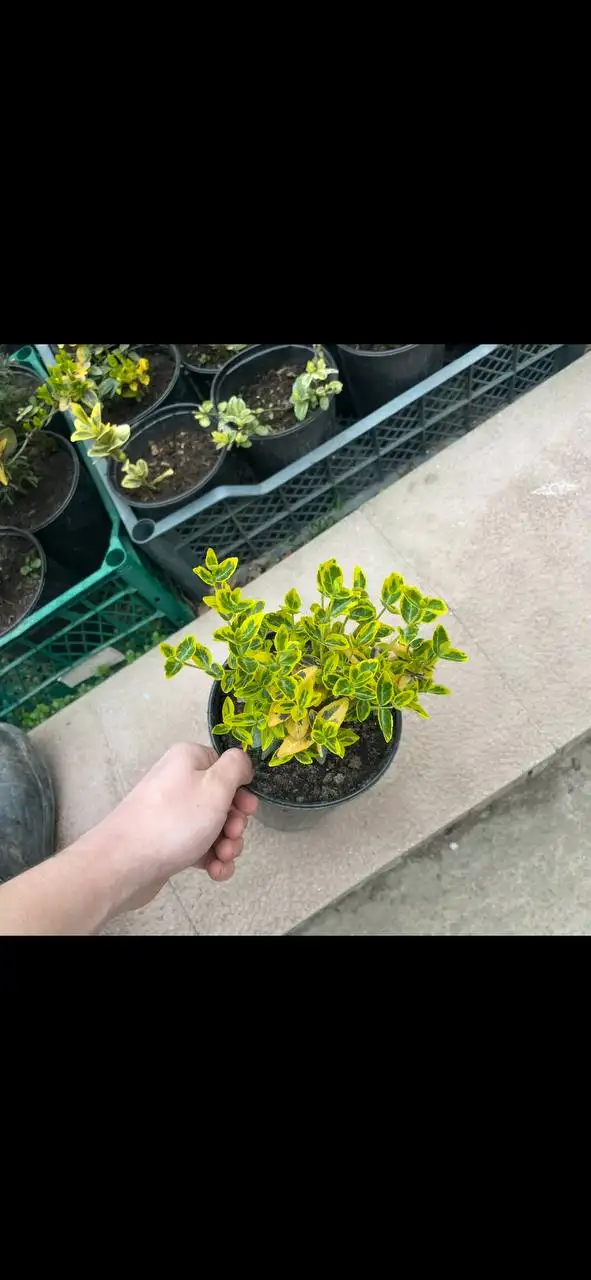 Продажа саженцев и семян растений в Бахчисарае - Растения и семена (Хобби и отдых) в Бахчисарай