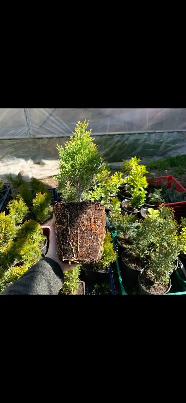 Продажа саженцев и семян растений в Бахчисарае - Растения и семена (Хобби и отдых) в Бахчисарай