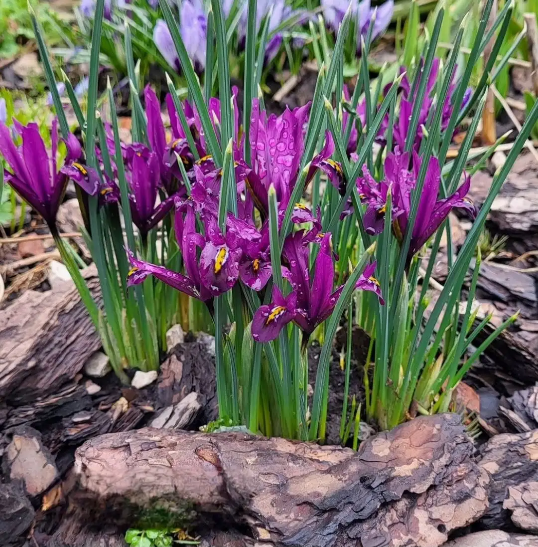 Сосновая кора для сада в мешках - Сад и огород (Для дома и дачи) в Севастополь