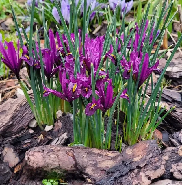 Сосновая кора для сада в мешках - частное объявление в Севастополь