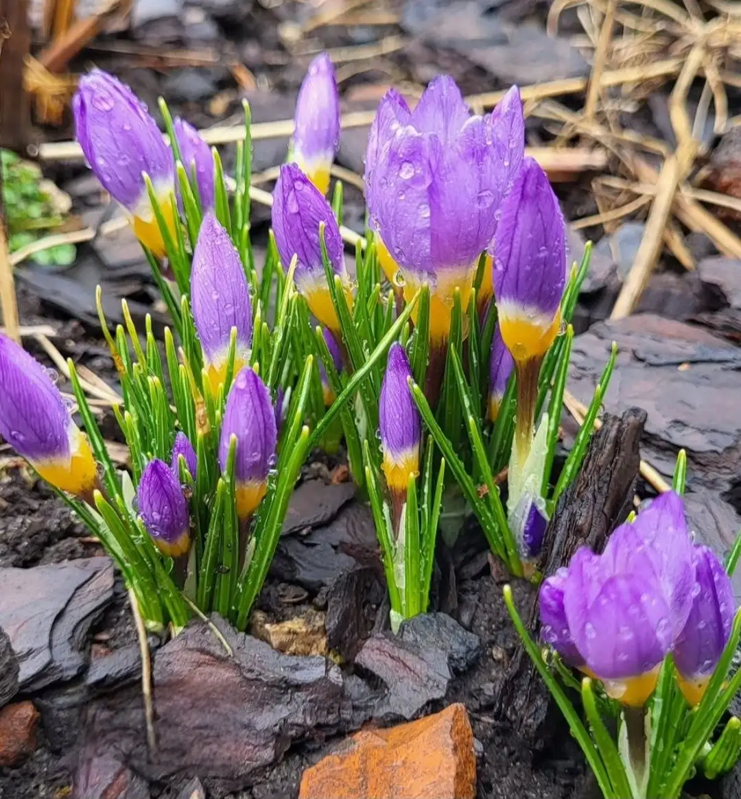 Сосновая кора для сада в мешках - Сад и огород (Для дома и дачи) в Севастополь
