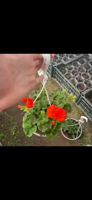 Рассада и семена растений в Бахчисарае - частное объявление в Бахчисарай