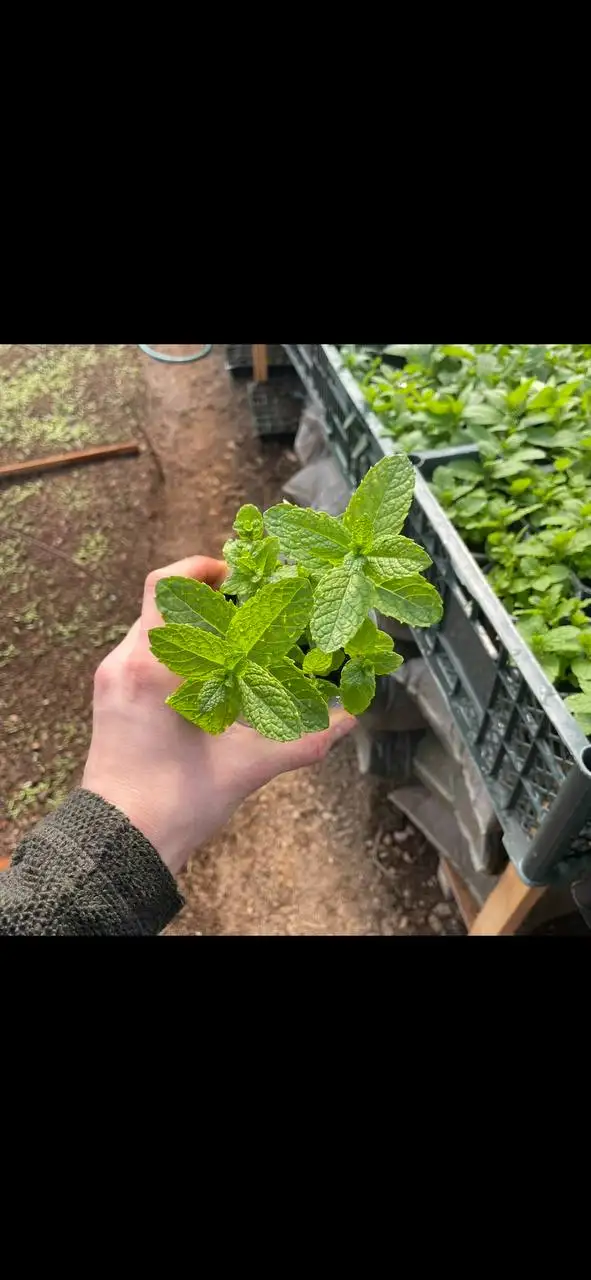 Рассада и семена растений в Бахчисарае - Садоводство (Хобби и отдых) в Бахчисарай