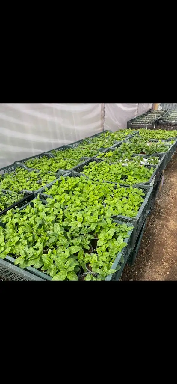 Рассада и семена растений в Бахчисарае - Садоводство (Хобби и отдых) в Бахчисарай