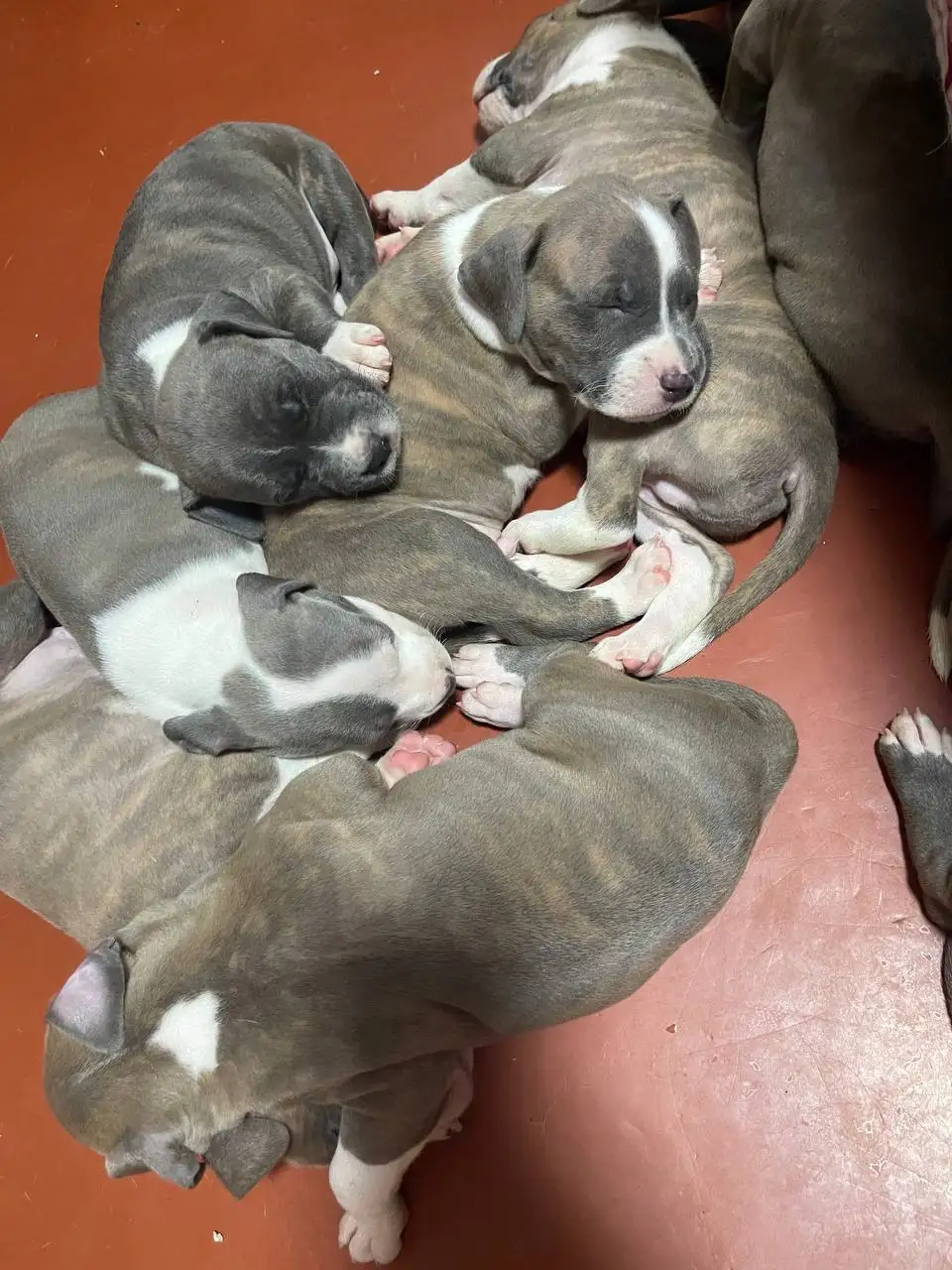 Продажа голубогенных щенков с документами - Собаки (Животные) в Симферополь