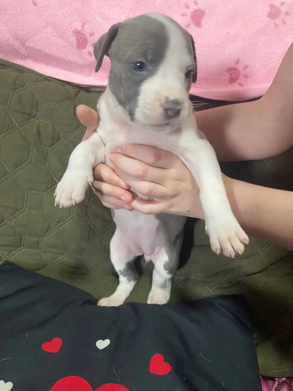 Продажа голубогенных щенков с документами - Собаки (Животные) в Симферополь