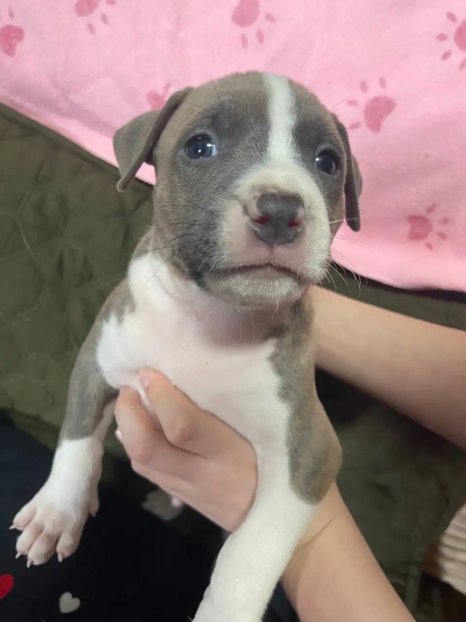 Продажа голубогенных щенков с документами - Собаки (Животные) в Симферополь