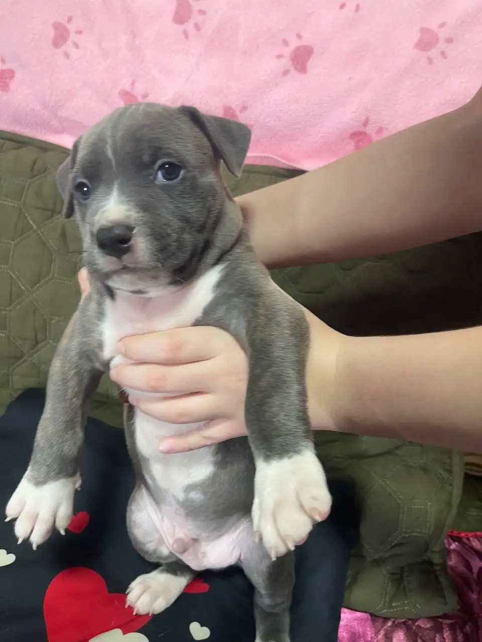 Продажа голубогенных щенков с документами - Собаки (Животные) в Симферополь