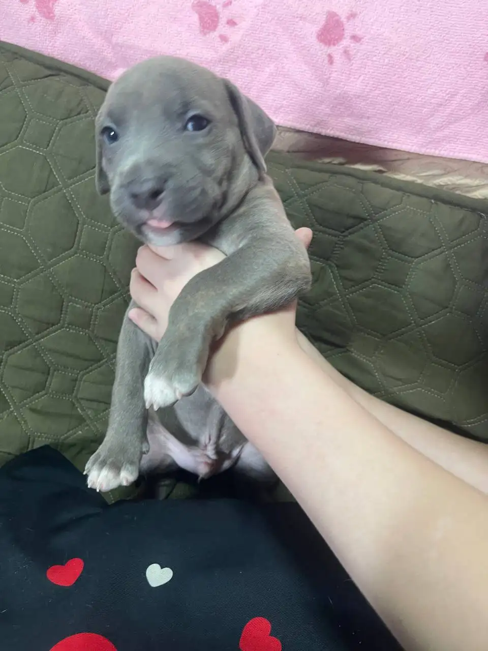 Продажа голубогенных щенков с документами - Собаки (Животные) в Симферополь