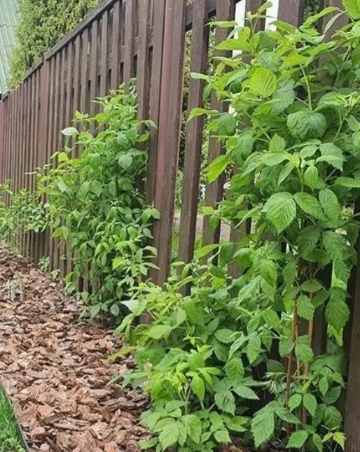 Садовая сосновая кора для сада - Сад и огород (Для дома и дачи) в Евпатория