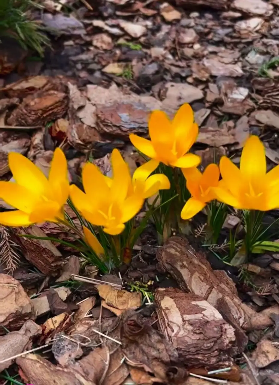 Сосновая кора для сада в мешках - Садовые товары (Для дома и дачи) в Евпатория