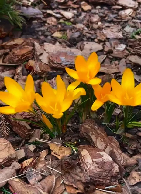 Сосновая кора для сада в мешках - Растения в Евпатория