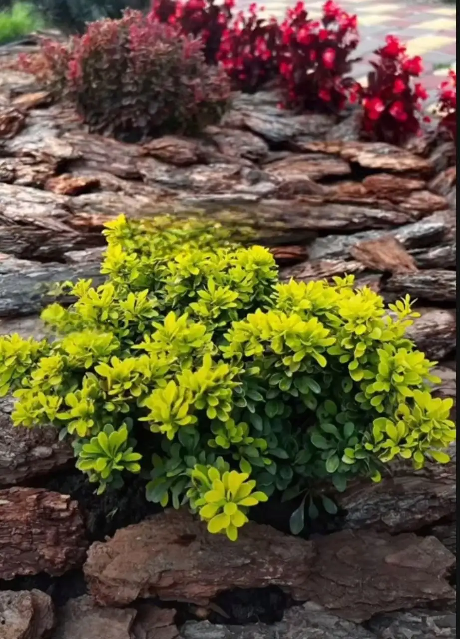 Сосновая кора для сада в мешках - Садовые товары (Для дома и дачи) в Евпатория