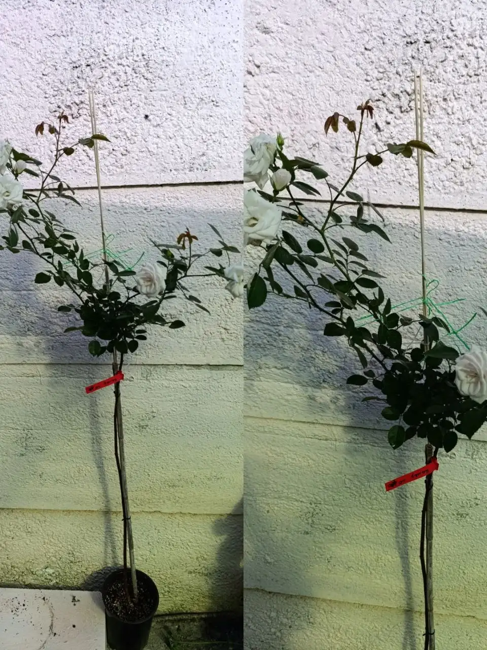 Штамбовые розы в Симферополе - Растения (Хобби и отдых) в Симферополь