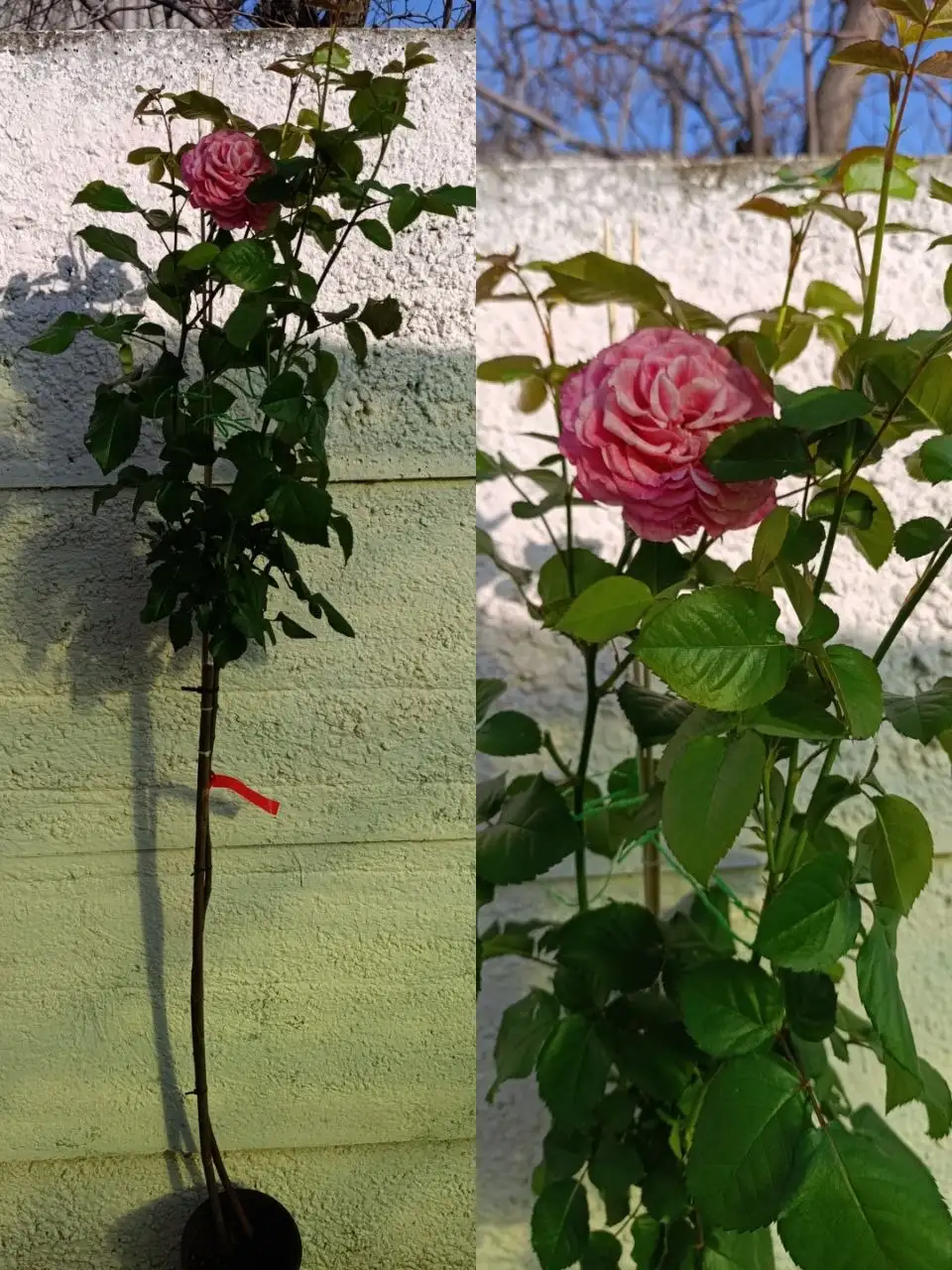 Штамбовые розы в Симферополе - Растения (Хобби и отдых) в Симферополь