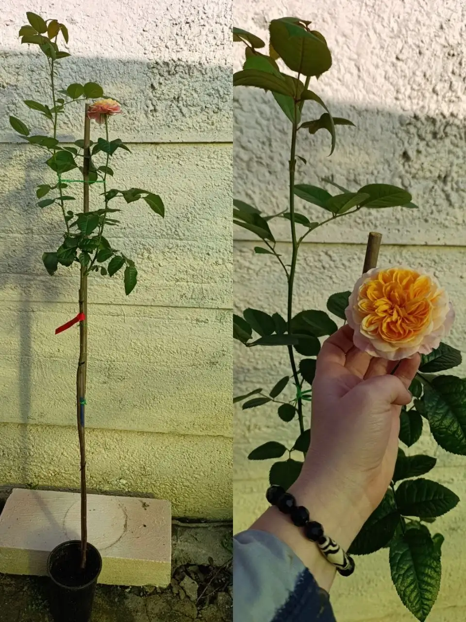 Штамбовые розы в Симферополе - Растения (Хобби и отдых) в Симферополь