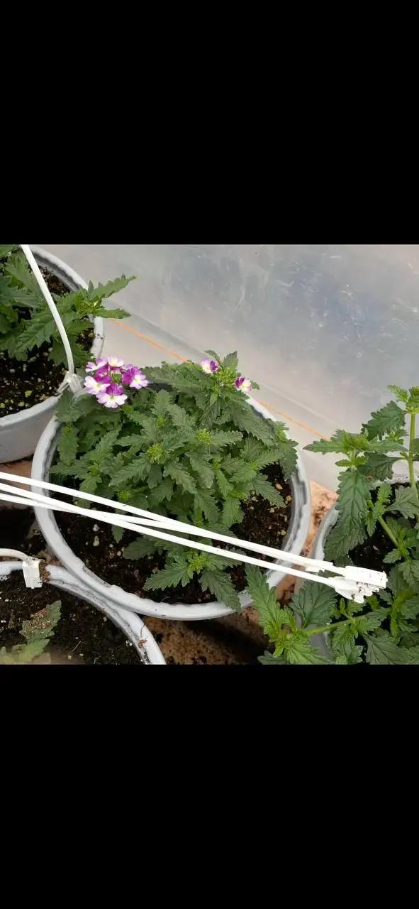 Продажа рассады овощей и декоративных растений - Растения (Хобби и отдых) в Бахчисарай