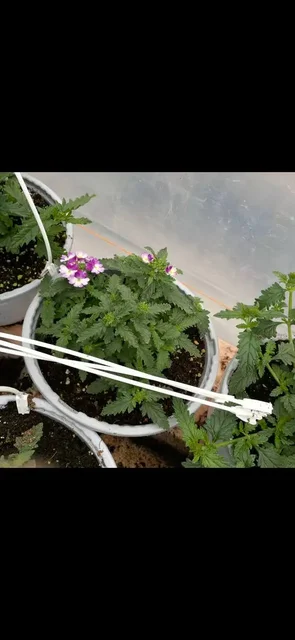 Продажа рассады овощей и декоративных растений - частное объявление в Бахчисарай