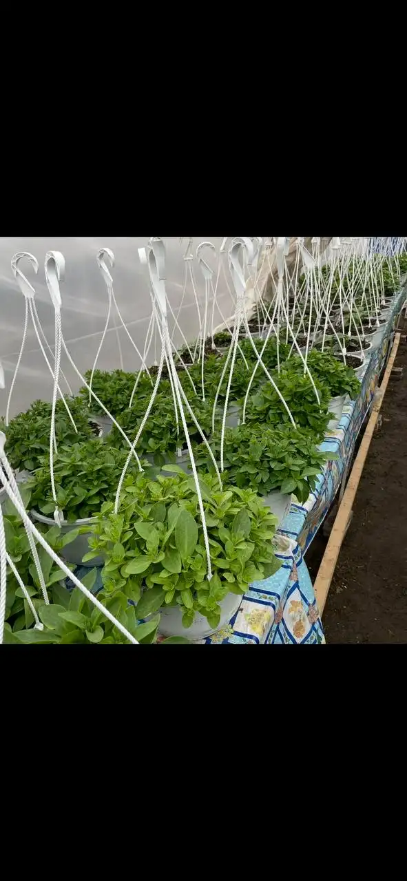 Продажа рассады овощей и декоративных растений - Растения (Хобби и отдых) в Бахчисарай