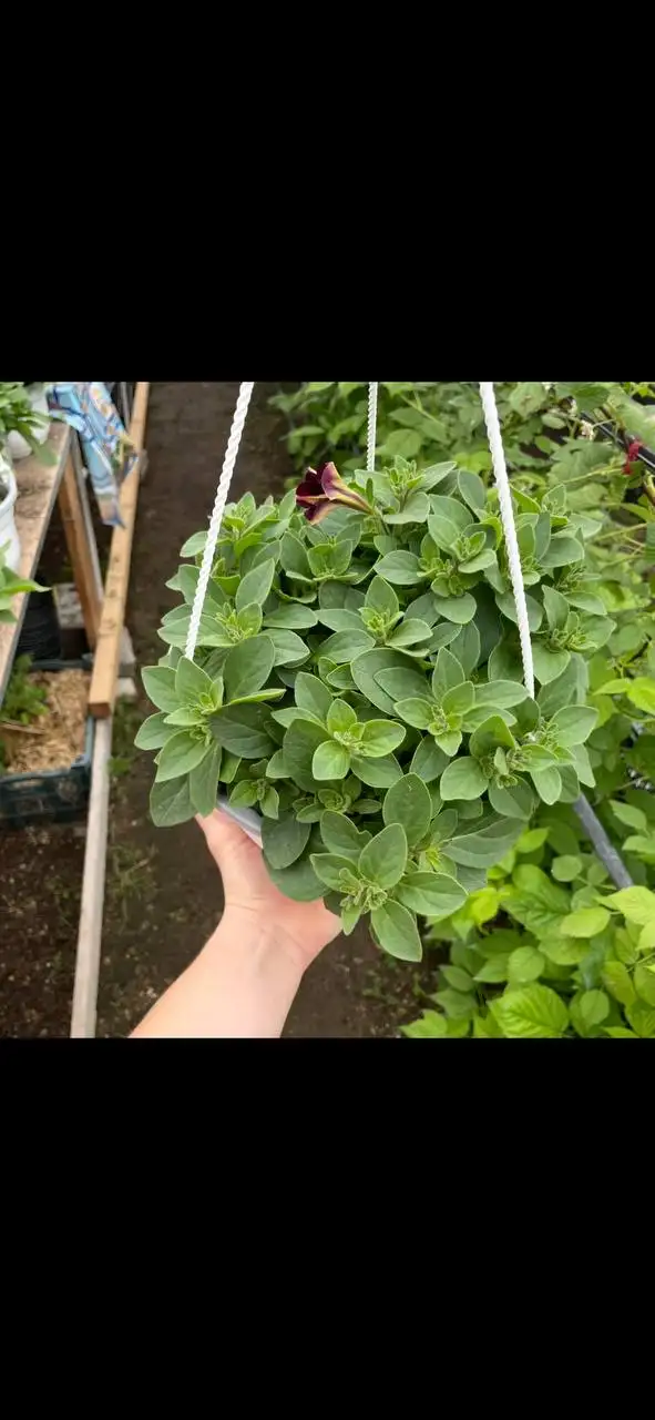 Продажа рассады овощей и декоративных растений - Растения (Хобби и отдых) в Бахчисарай