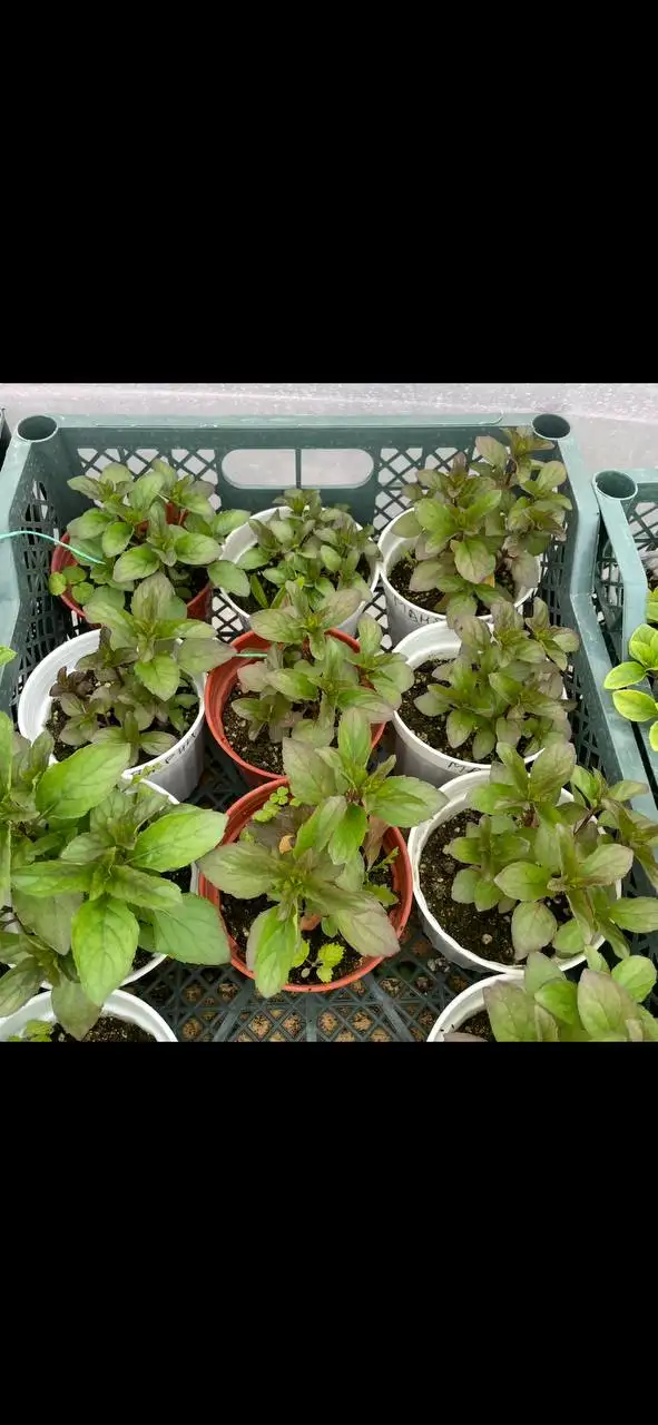 Продажа рассады овощей и декоративных растений - Растения (Хобби и отдых) в Бахчисарай