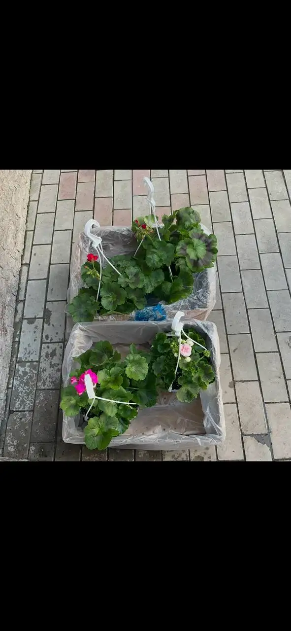 Продажа рассады овощей и декоративных растений - Растения (Хобби и отдых) в Бахчисарай