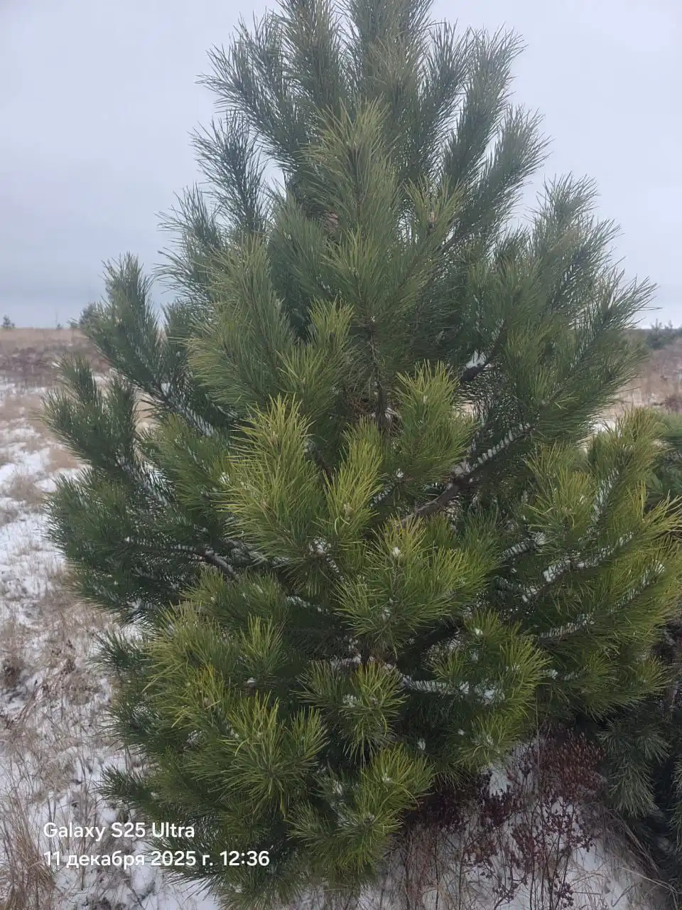 Новогодние красавицы с доставкой до дома
