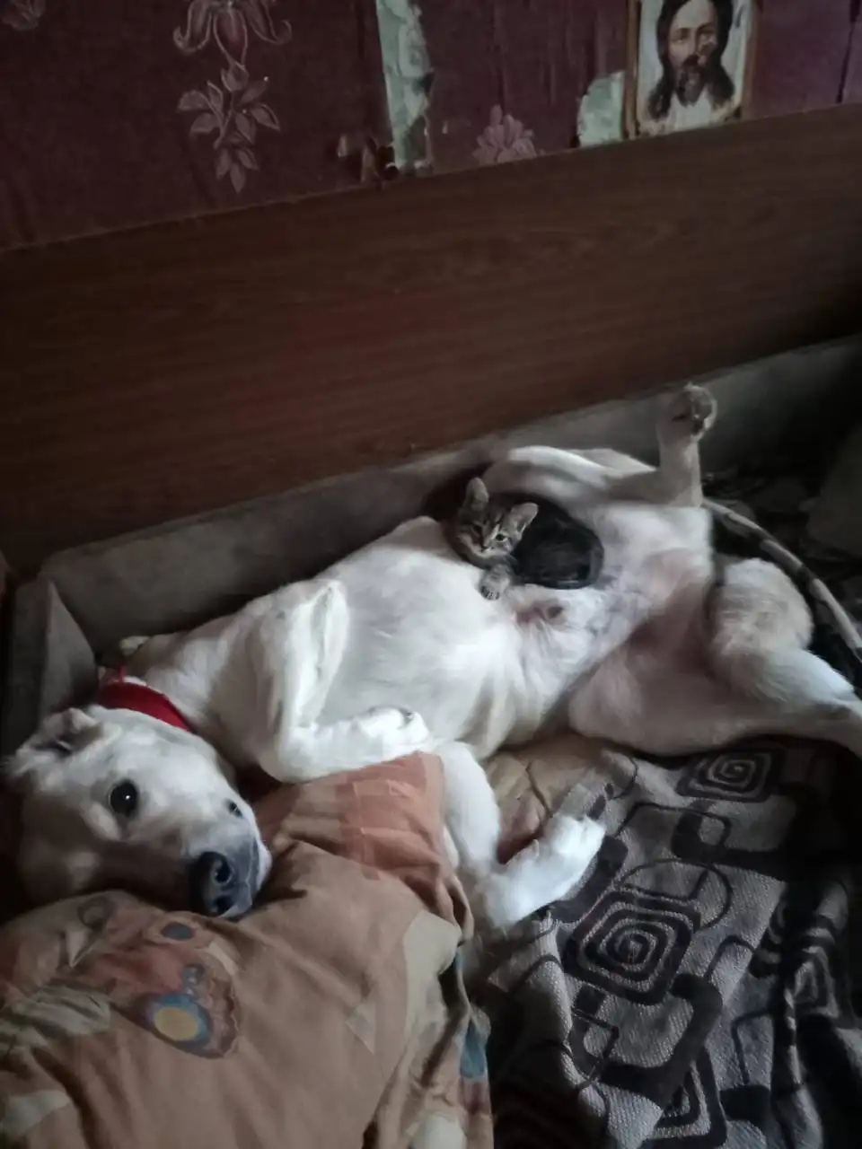 Котенок ищет дом