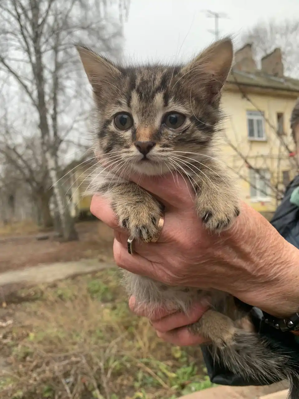 Котенок ищет дом