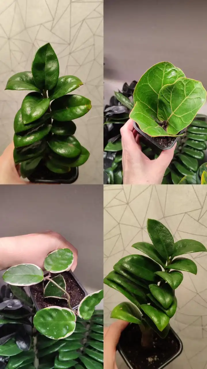 Продажа комнатных растений: антуриумы, спатифиллумы, фикус, замиокулькас