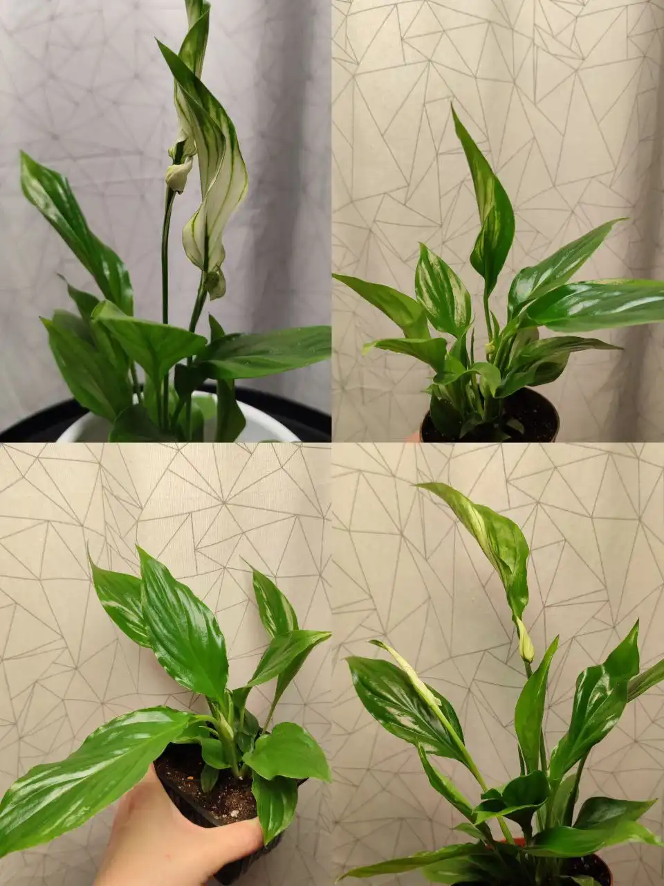 Продажа комнатных растений: антуриумы, спатифиллумы, фикус, замиокулькас