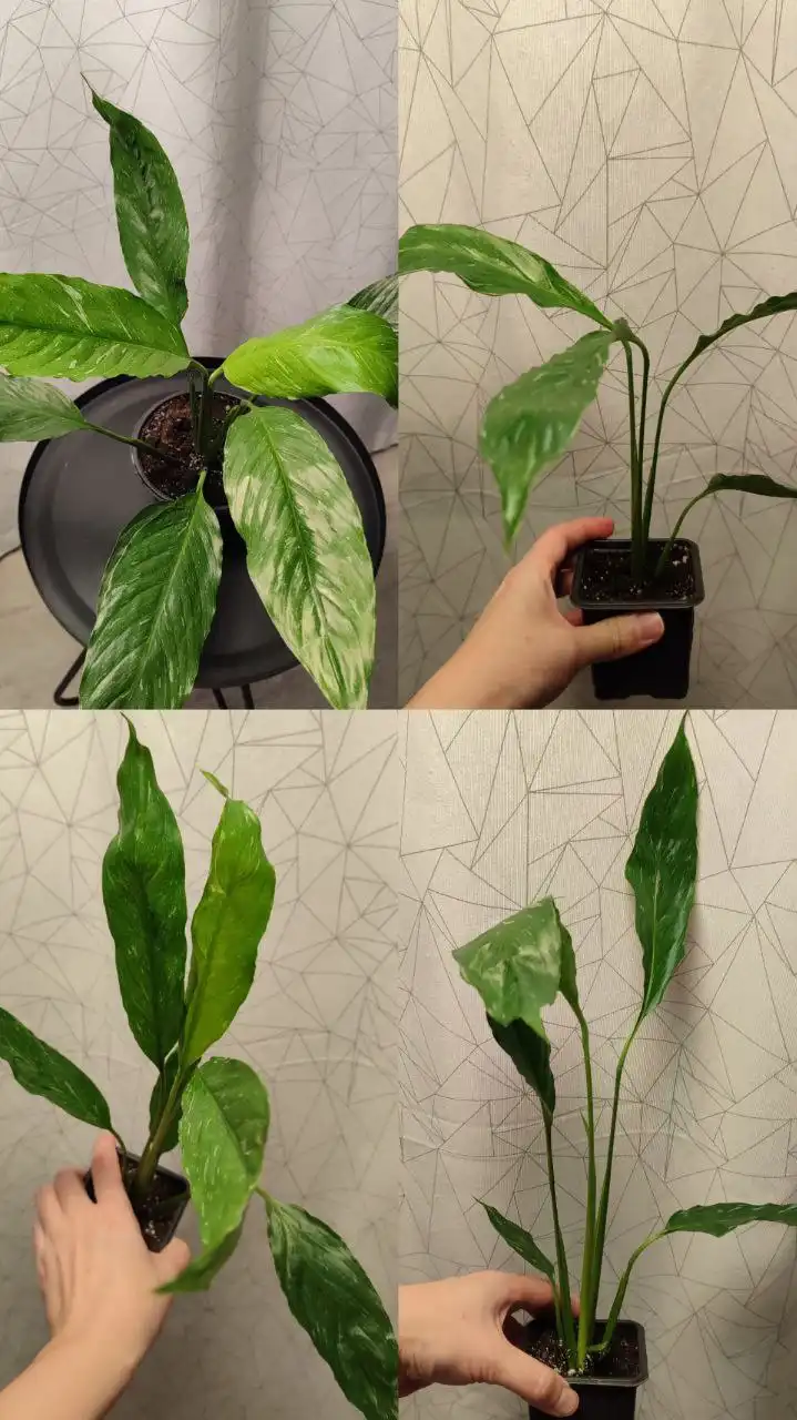 Продажа комнатных растений: антуриумы, спатифиллумы, фикус, замиокулькас