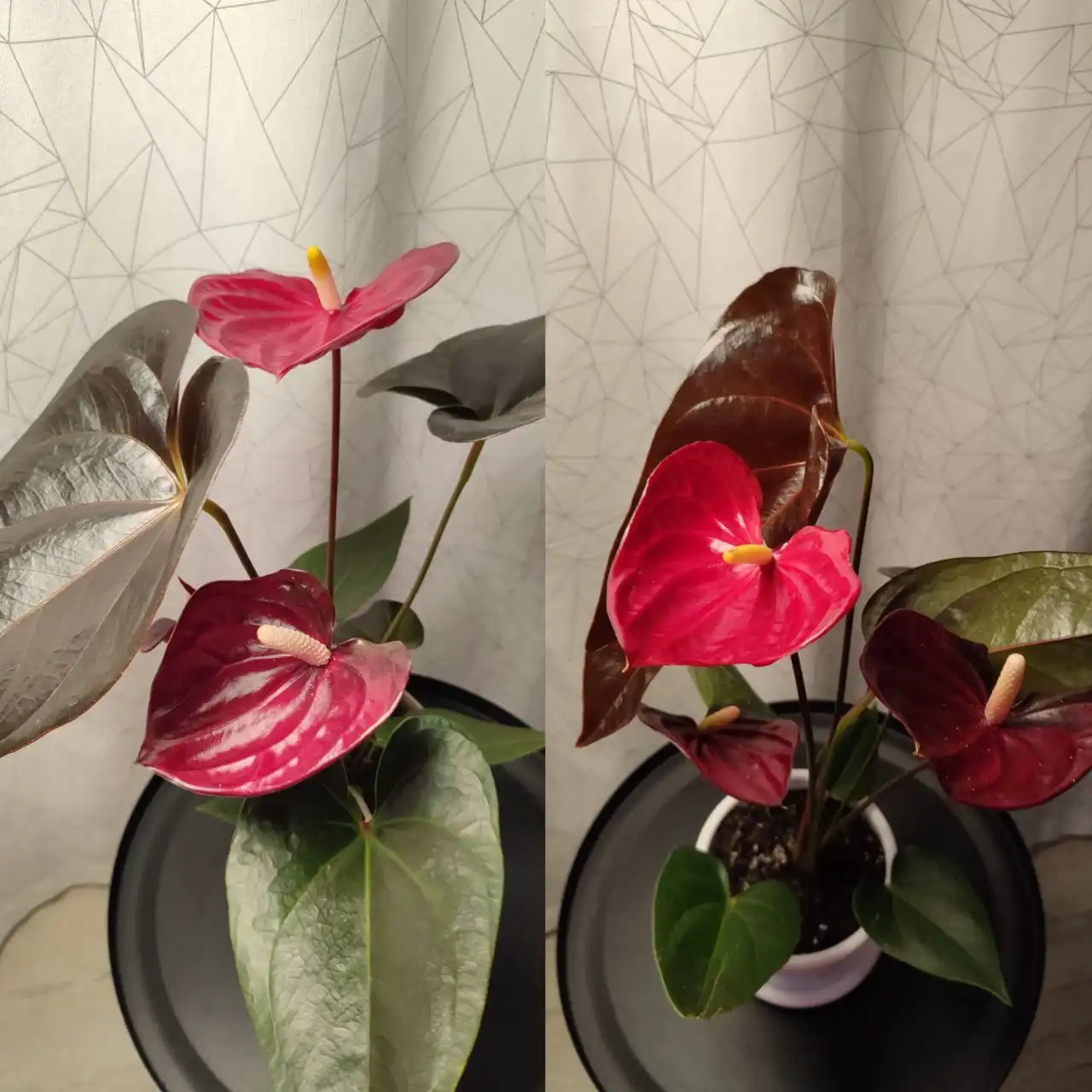 Продажа комнатных растений: антуриумы, спатифиллумы, фикус, замиокулькас