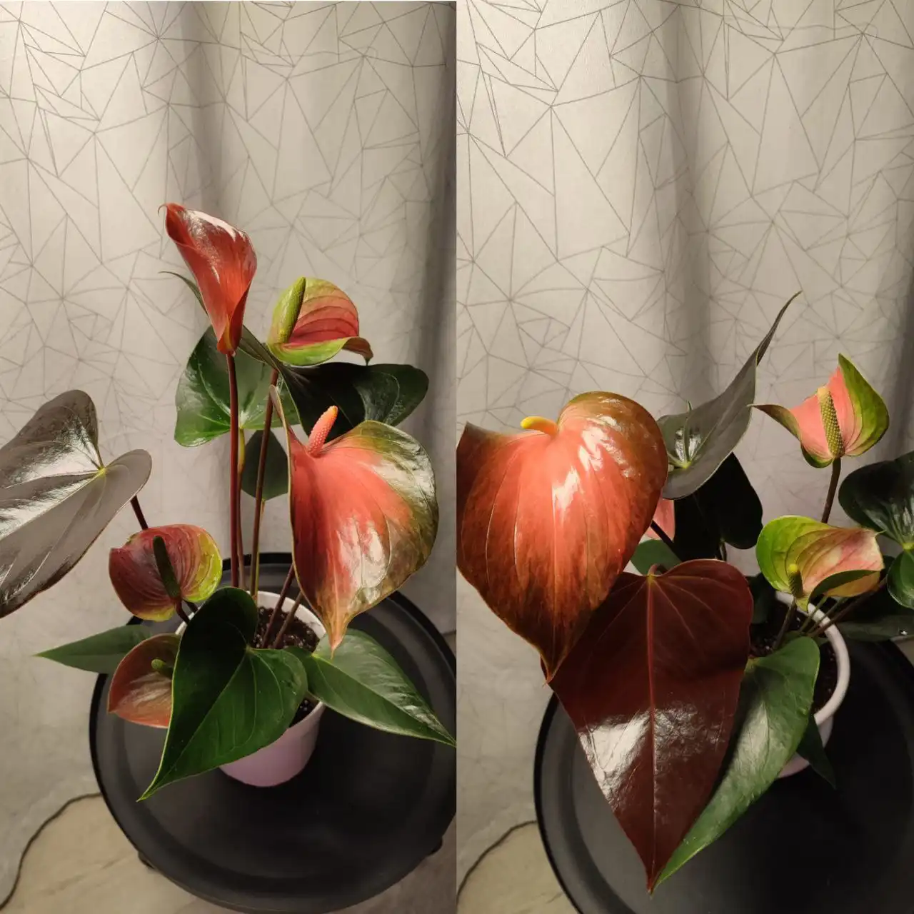 Продажа комнатных растений: антуриумы, спатифиллумы, фикус, замиокулькас