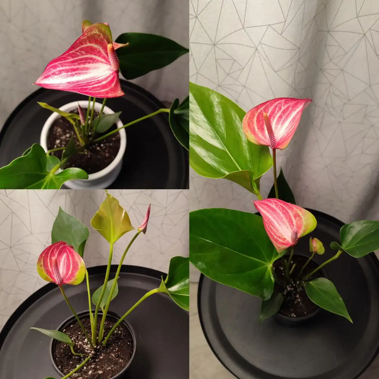 Продажа комнатных растений: антуриумы, спатифиллумы, фикус, замиокулькас