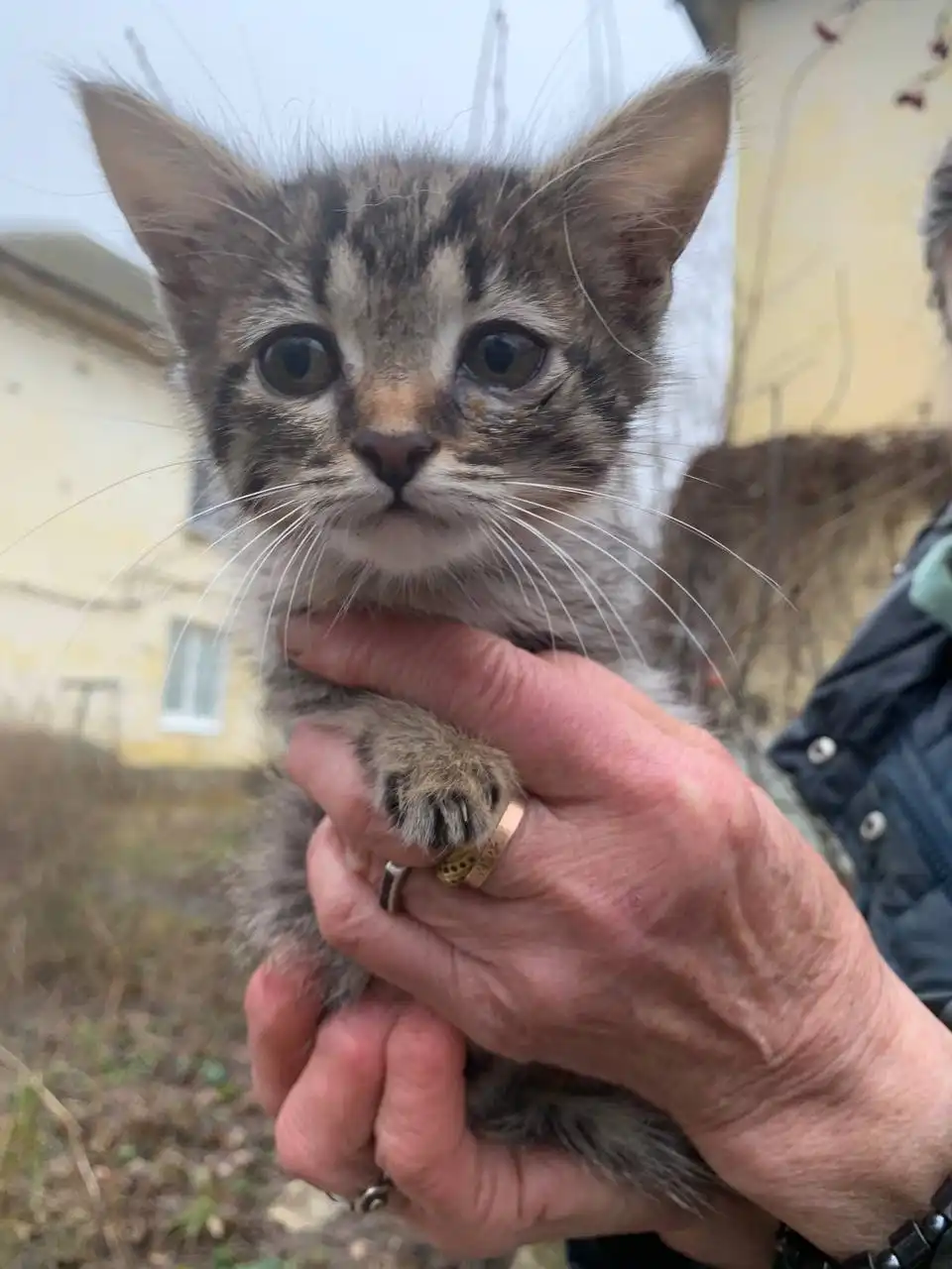 Котенок для дома