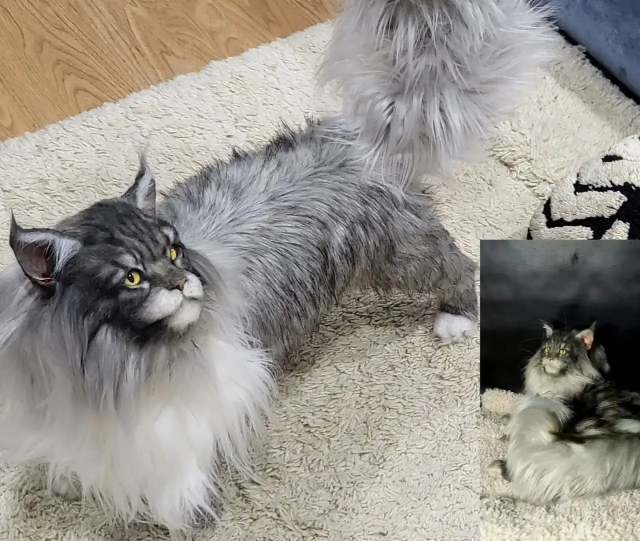 Молодой кот Мейн-кун ручной работы в натуральную величину