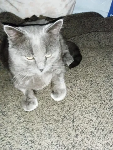 Пропал котик по имени Шарлик - Животные в Пенза