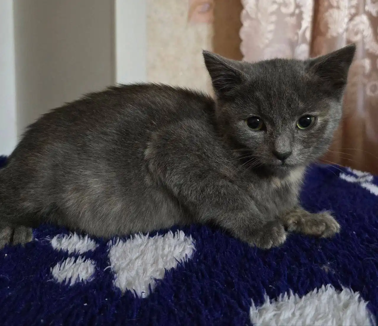 Котята 2 месяца, ласковые, приучены к лотку