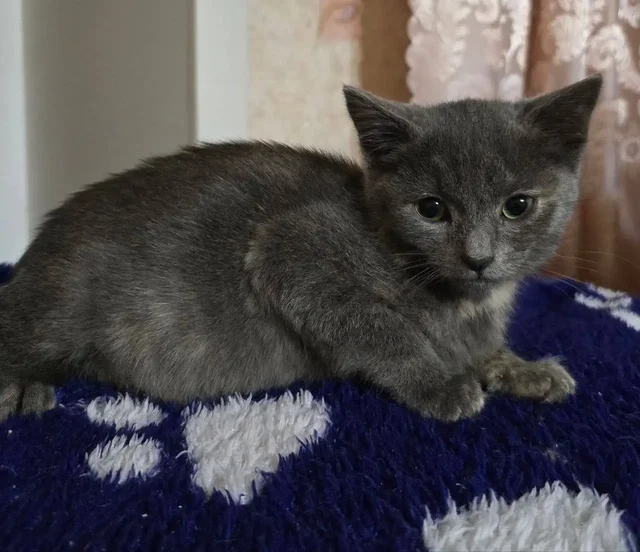 Котята 2 месяца, ласковые, приучены к лотку - Животные в Пенза