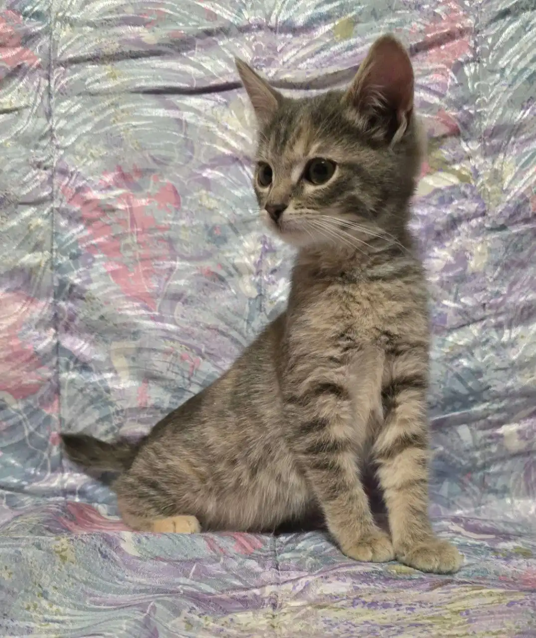 Котята 2 месяца, ласковые, приучены к лотку