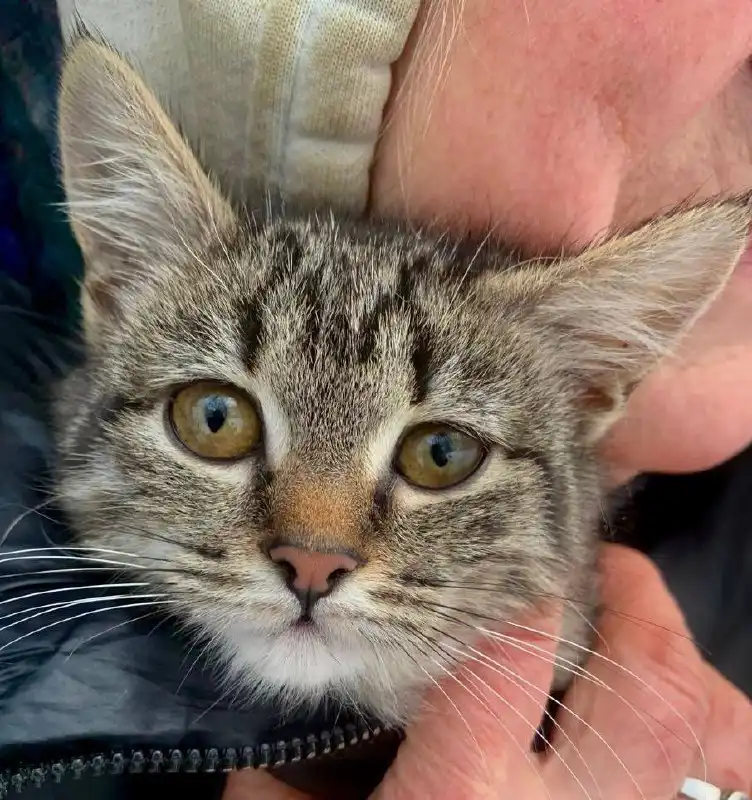 Тихая просьба о доме для котенка