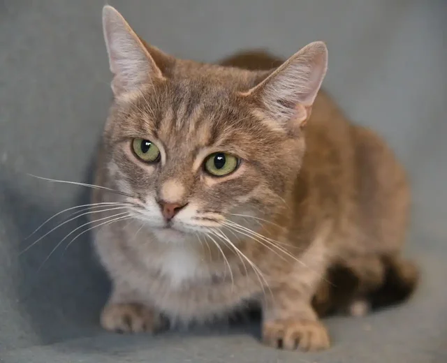 Кошка Ариель ищет дом - Животные в Пенза