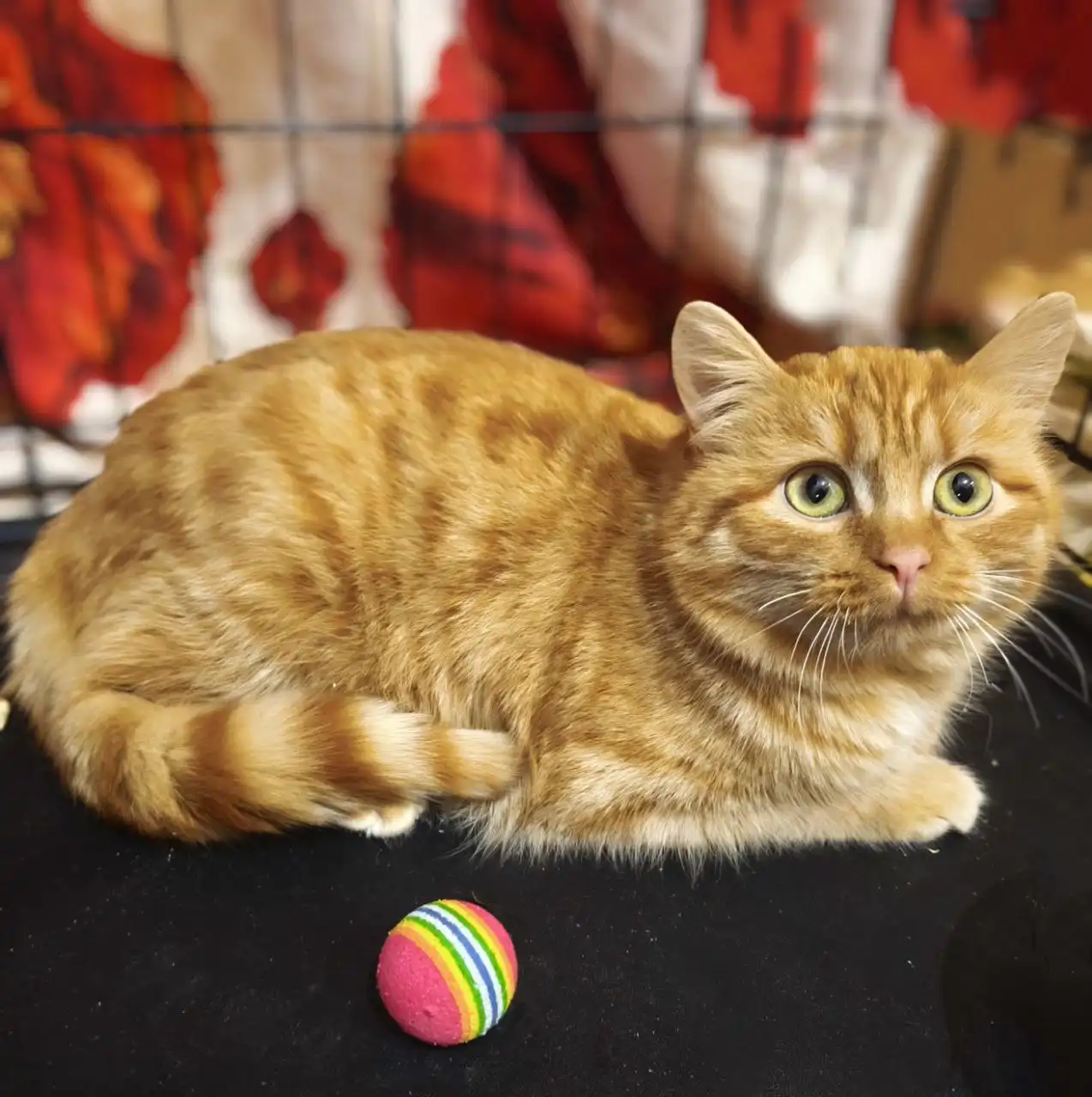 Рыжая кошечка Злата ищет хозяев в Пензе