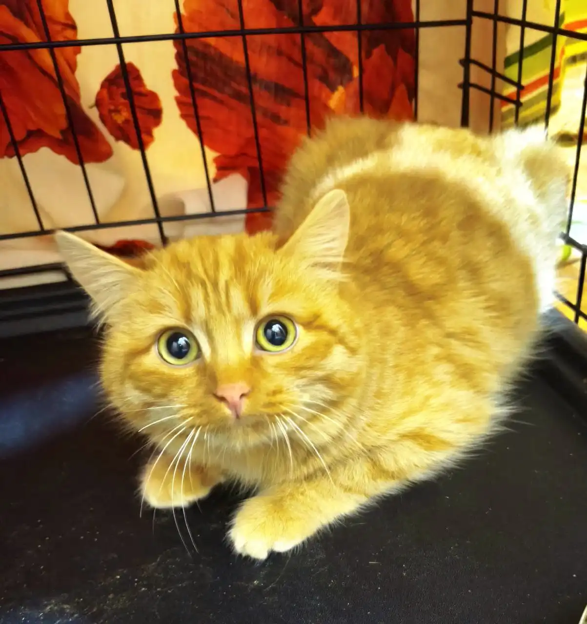 Рыжая кошечка Злата ищет хозяев в Пензе