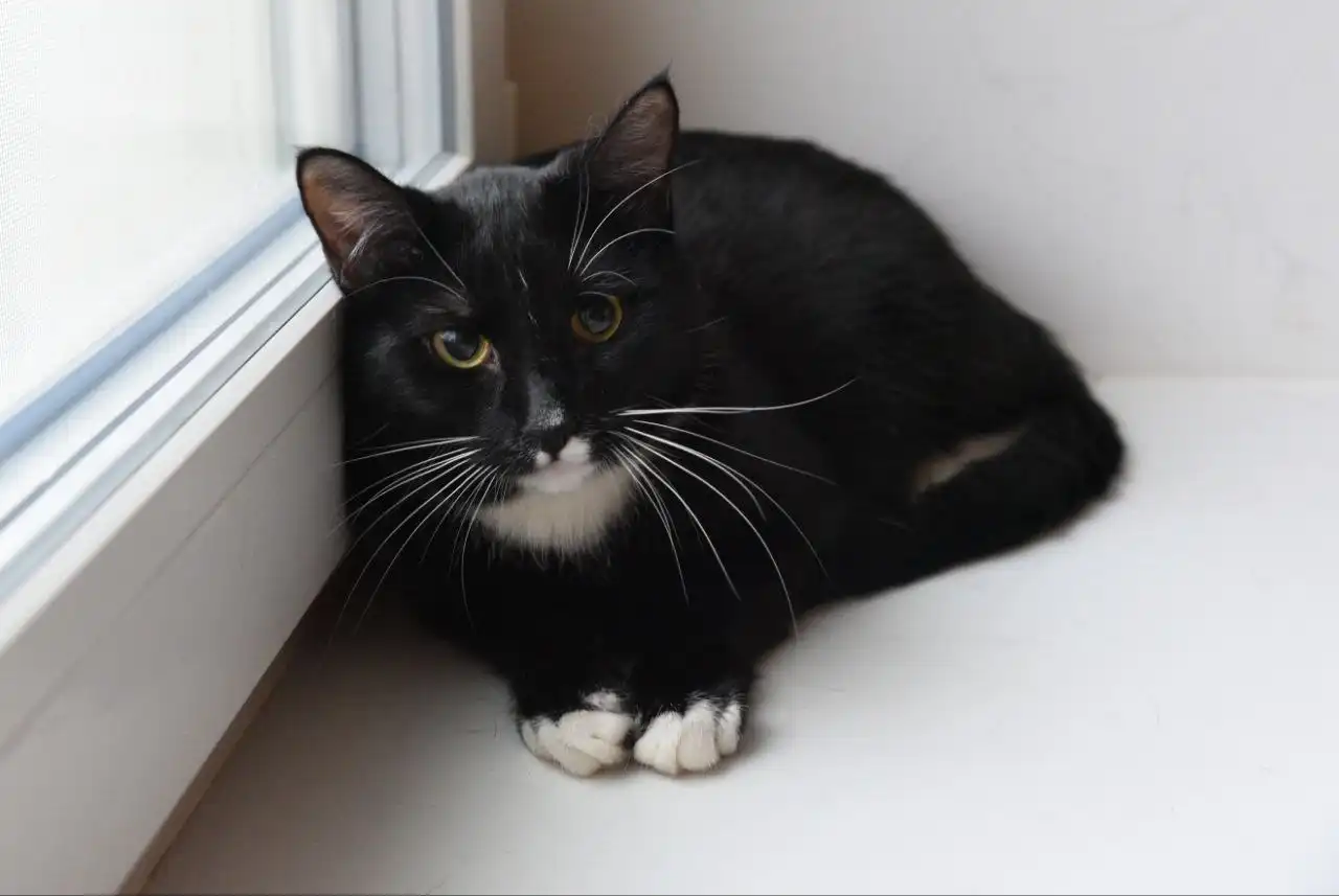 Котенок Шерри ищет дом - Кошки (Животные) в Пенза