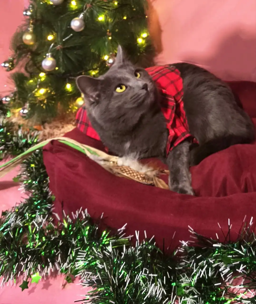 Эмилия ищет дом - Кошки (Животные) в Пенза