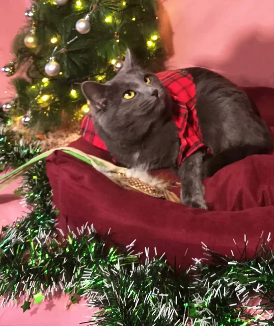 Эмилия ищет дом - Кошки в Пенза