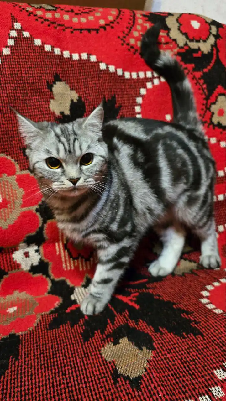 Шотландская кошка Бася в добрые руки - Кошки (Животные) в Пенза