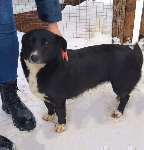 Стерилизованная собачка ищет хозяев - частное объявление в Пенза